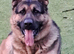 ONLY 1 F1B SHEPKITA SHEPHERD PUPPIES