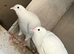 White pigeon yong birds available