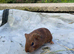 3 baby sows