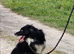 Rehoming Collies
