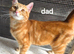 Ginger kitten