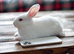 7 New Zealand White Rabbit Kits Available