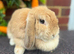 Mini lop adults for sale