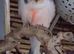 This years canaries