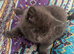 4 cute and mischievous kittens looking for their forever homes