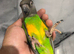 Super Tame Cuddly Friendly Senegal Parrot,19