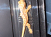 Baby crested geckos