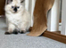 Ragdoll little girl ready now