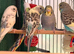 Young Budgies 8 to 10 Weeks Old Available Runcorn Area