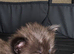 Full Maine Coon Boy kitten
