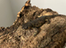 2 Spanish Ribbed Newts: Unsexed, Related