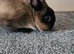 Pure Bred Netherland Dwarf Doe
