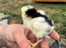 3 unsexed Exchequer Leghorn chicks