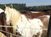 Tiggy , 5 yrs 14 h s cob