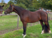 Quality Welsh D Gelding 3yr old
