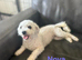 Bichon Frise 5yrs looking for new homes x2