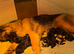Beautiful Shollie Pups