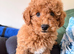 MALTIPOO RED