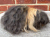 Rare Alpaca Guinea pig boar 5 mths