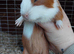 Male guniea pigs