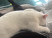White femaleness British shorthair needs rehoming