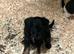 JR PUPPIES
