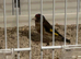 Goldfinch hens