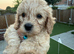 F2b Male Cockapoo Puppy