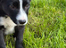 Beautiful Border Collie Puppies