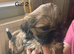 Beautiful Shih Tzu puppies