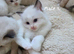 Pure Ragdoll kittens.