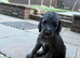 Bedlington terrier