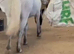 *** Smart Connemara Gelding***