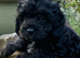Beautiful cockapoo pups