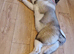 American akita girl