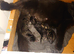 Beautiful kittens
