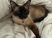 Tinker the Ragdoll