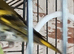 Siskin Males Siskin males