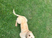 F1B female labradoodle