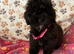 Shihpoo puppies theres only one girl available ready to go to therer new loving homes now if they are on here they are availble