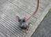 Frenchie