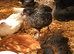 11 week old pullets
