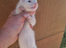 Silver jill kit- 8weeks old ready to go- Serously tame