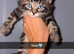 Maine coon Kittens