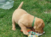 Labrador puppies for sale