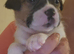 Gorgeous Jug Puppies - ONE PUPPY AVAILABLEDUE TO CANCELLATION!