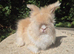 Stunning pedigree angora bunnies- imported parents