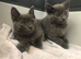 Gorgeous litter of Russian blue kittens ready now for loving homes
