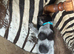 Kc German wiredhaired pointer pups