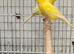2x yellow raza cocks